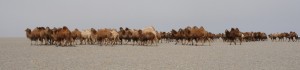 kamelen karavaan